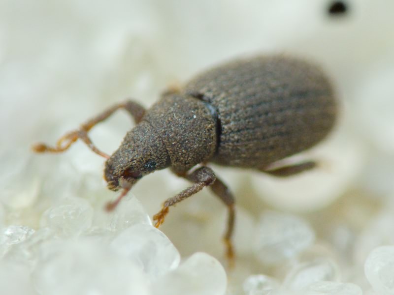 Archeophloeus inermis (Boheman, 1843)